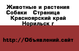 Животные и растения Собаки - Страница 11 . Красноярский край,Норильск г.